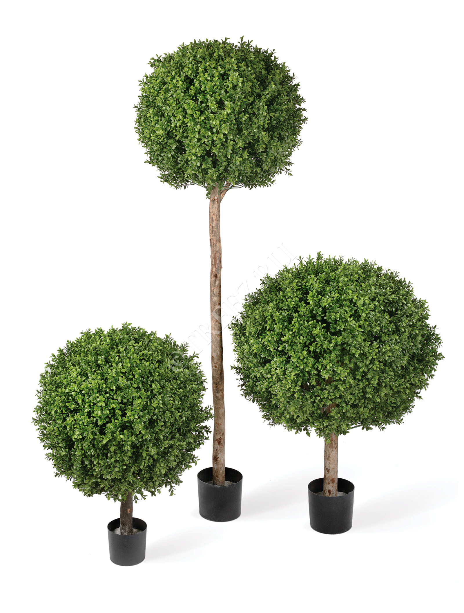 10.44570N Самшиты Шары уличные на коротком стволе Цветочная коллекция  - Вид №1