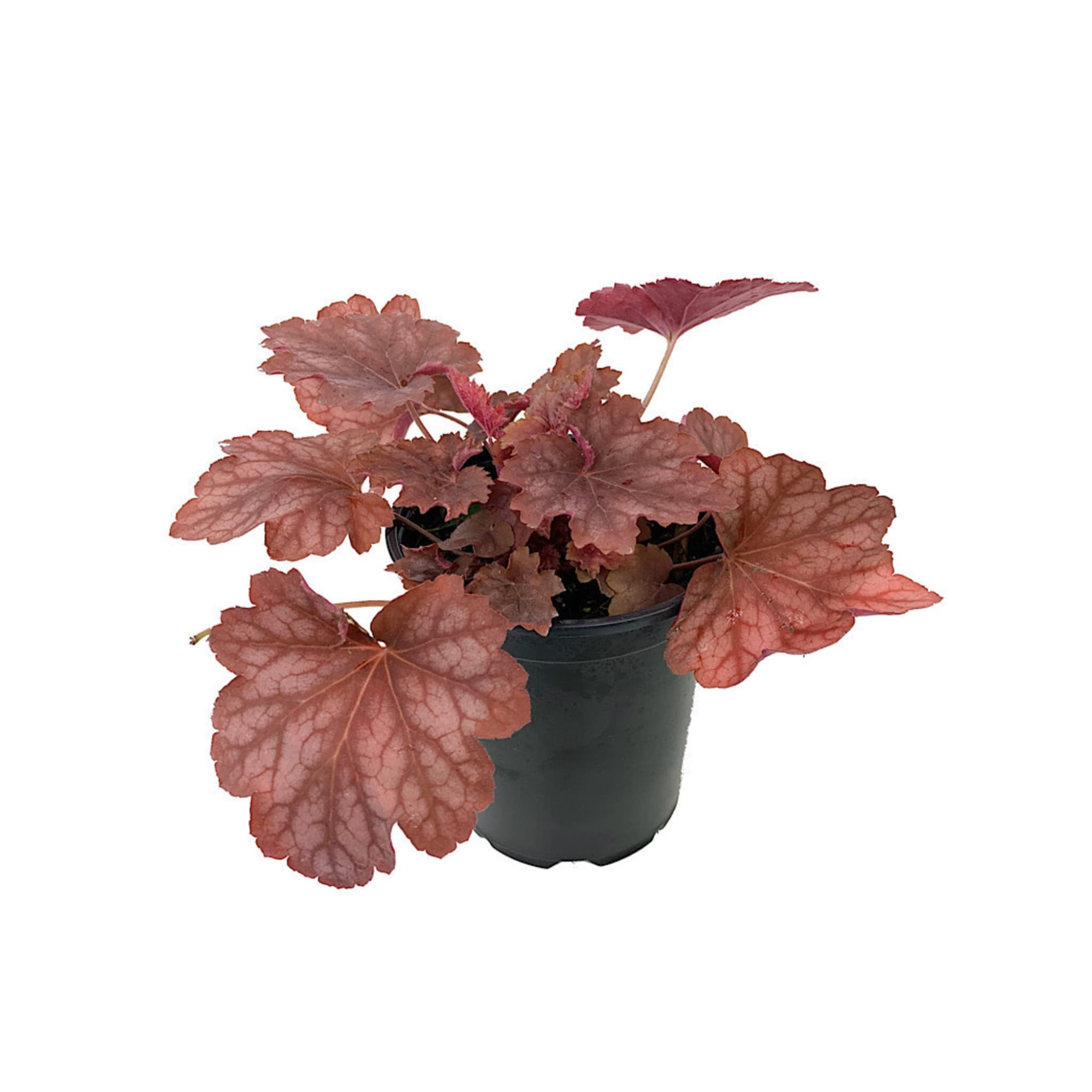 86653557 Гейхера микс ø13 h15 см Santreyd 