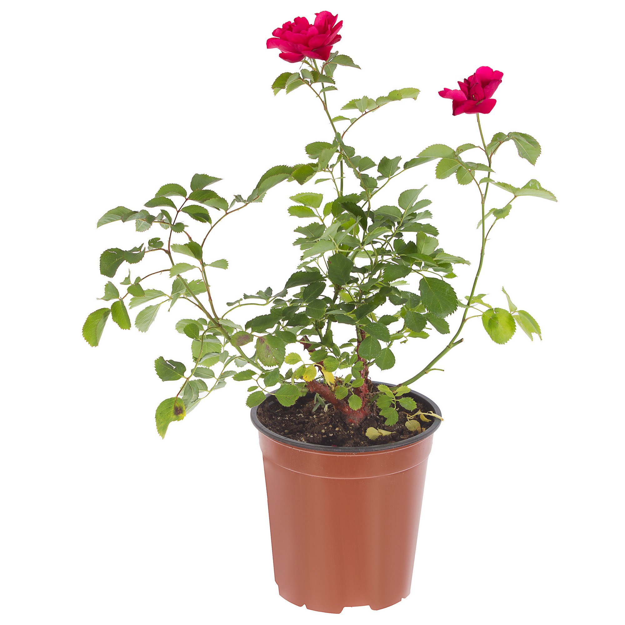 Роза парковая канадская John Franklin Santreyd - яркий акцент вашего сада 18475160 STLM-0010939 - Вид №1