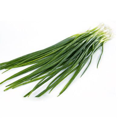 Лук зелёный Santreyd 1869