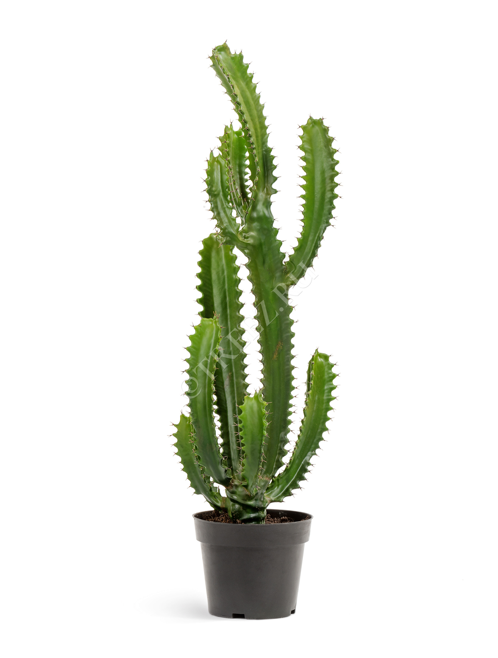 10.0618234 Кактус Цереус Стайл Цветочная коллекция  - Вид №1