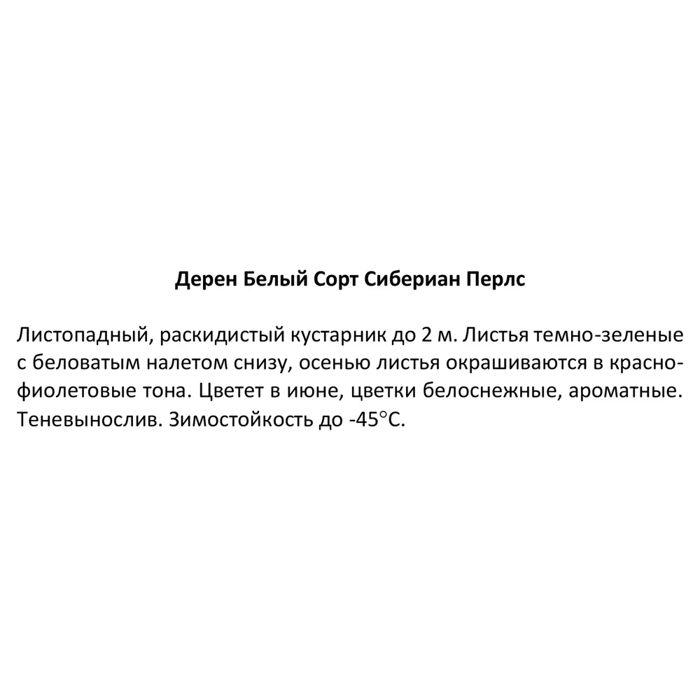 Дерен белый Сибириан Перлс 84014570 STLM-2136496 Santreyd  - Вид №2