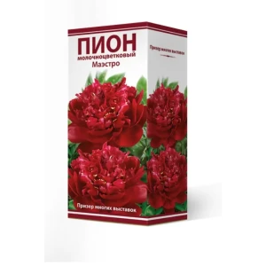 Пион травянистый Маэстро луковица 2-3 83600209 STLM-2164366