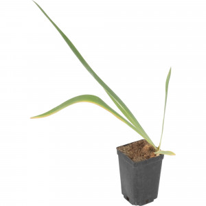 81954811 Ирис германский С1 «Блу»