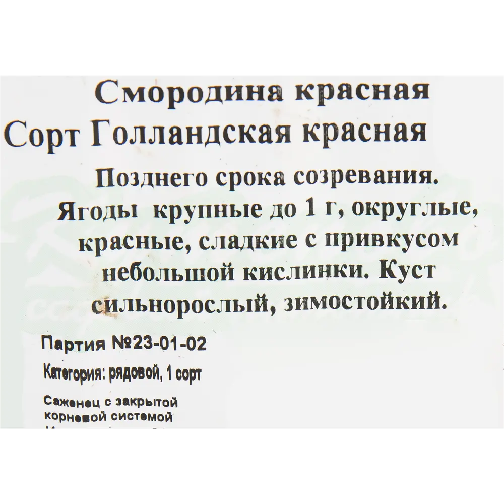 Смородина красная «Голланская красная» C2 высота 40 см 82597127 STLM-2187413 Santreyd  - Вид №3