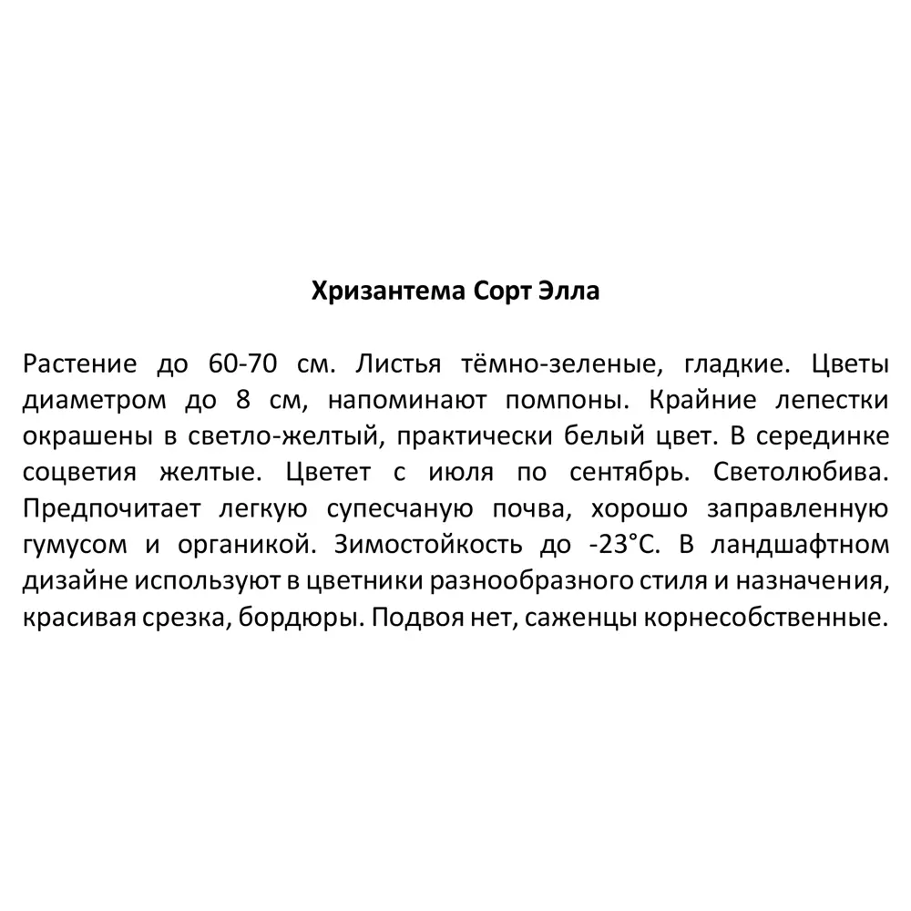 Хризантема Элла ø15 h20 см 85606581 STLM-2056367 Santreyd  - Вид №3