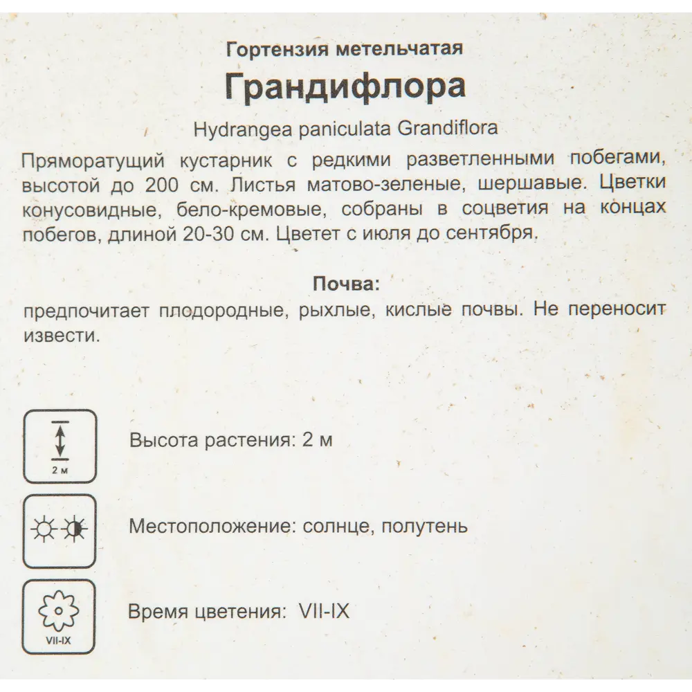 Гортензия метельчатая «Грандифлора» 17x30 см 82585340 STLM-2148956 Santreyd  - Вид №1