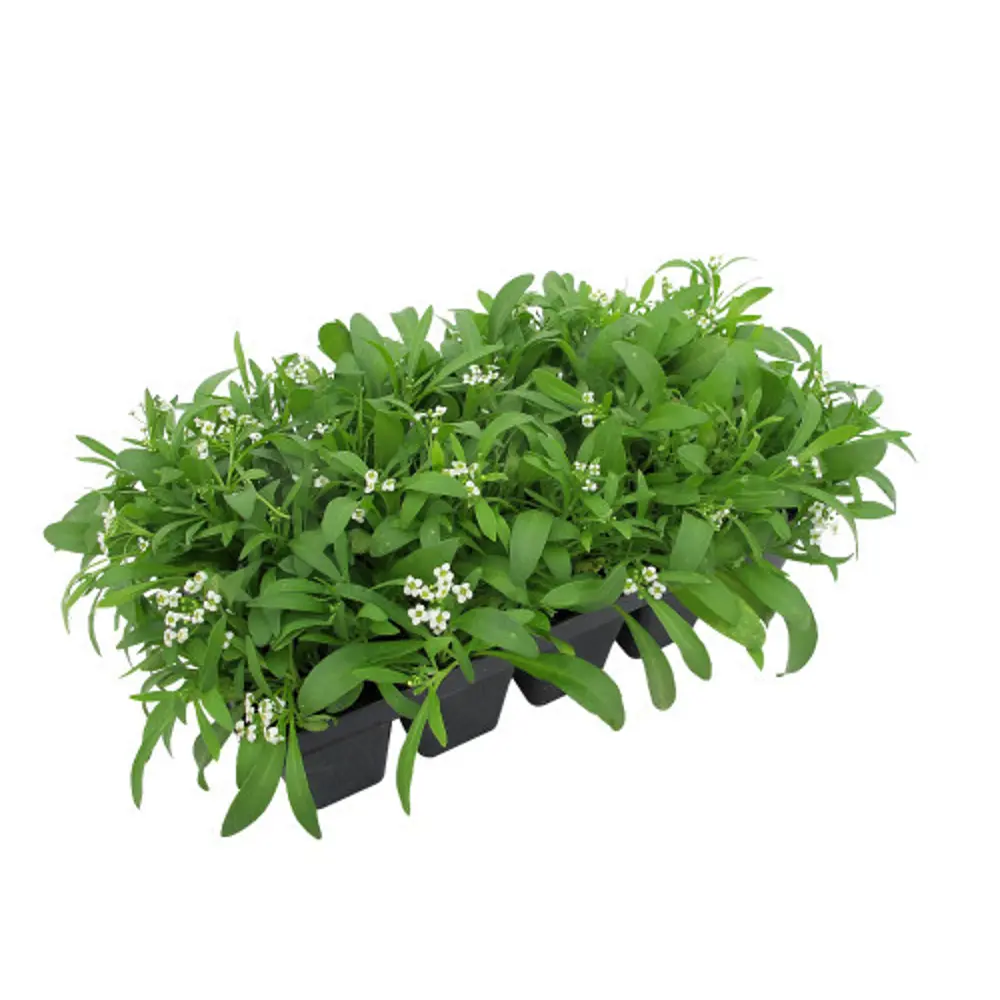 Алиссум 13x15 см 82625049 STLM-2105509 АГРОНИ 