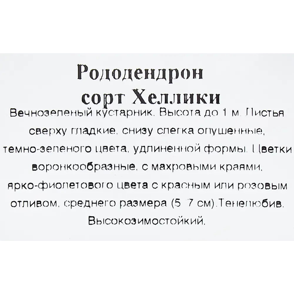 Рододендрон Хеллики 9x30 см 83539235 STLM-2156900 Santreyd  - Вид №2