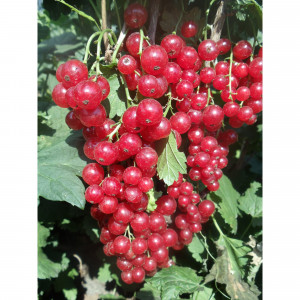 82597129 Смородина красная «Уральская красавица» C2 высота 40 см