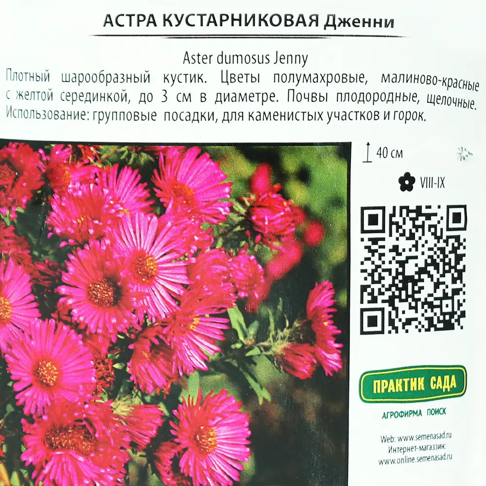 Астра кустарниковая «Дженни», контейнер 1.5 л 81968701 STLM-2164514 Santreyd  - Вид №2