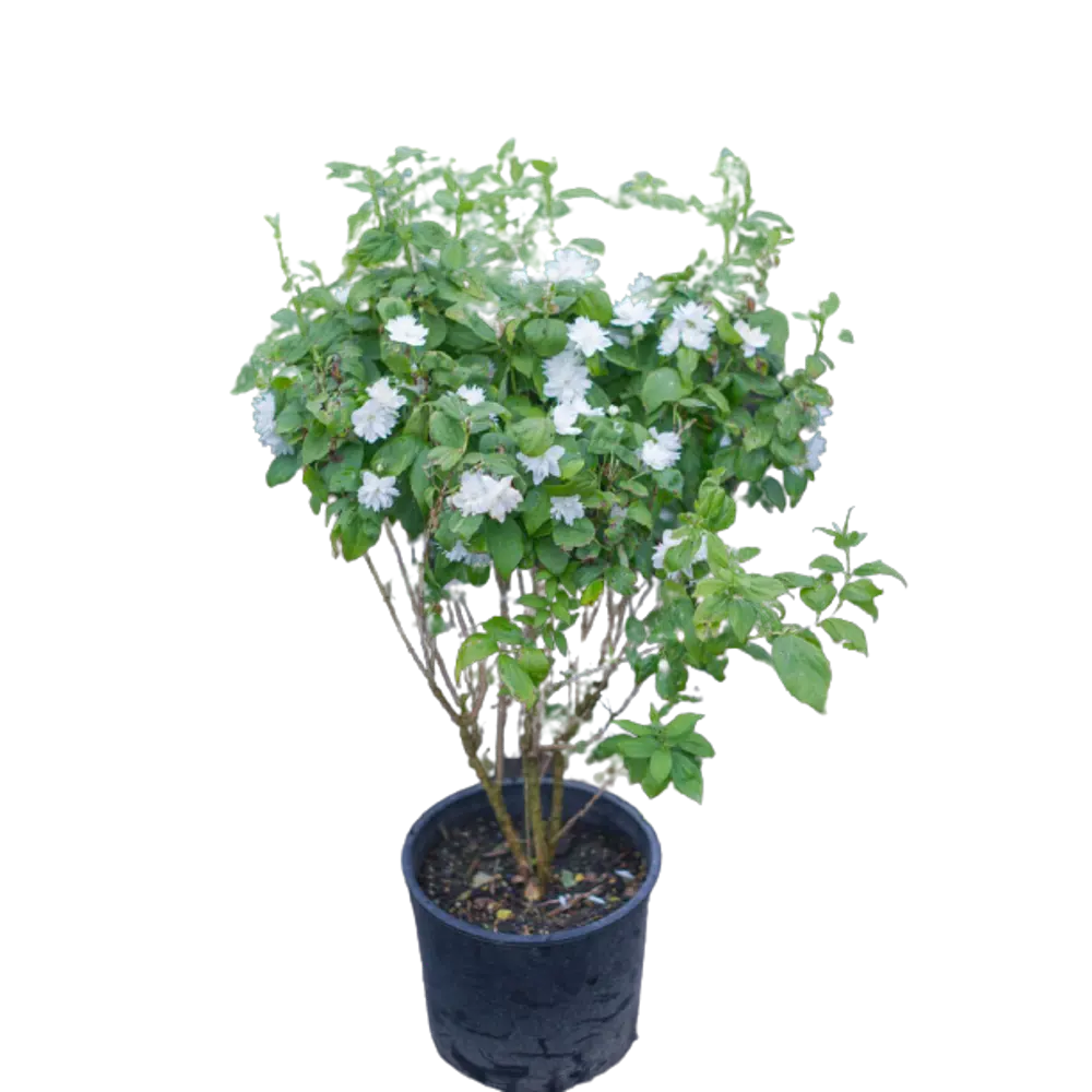 Чубушник Мон Блан ø15 h60 см 84828966 STLM-2181317 PLANTMARKET 