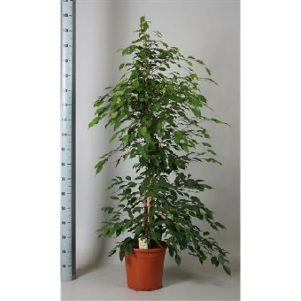 Фикус "Экзотика пирамида" 30x180 см 82849685 STLM-2137001 Santreyd 