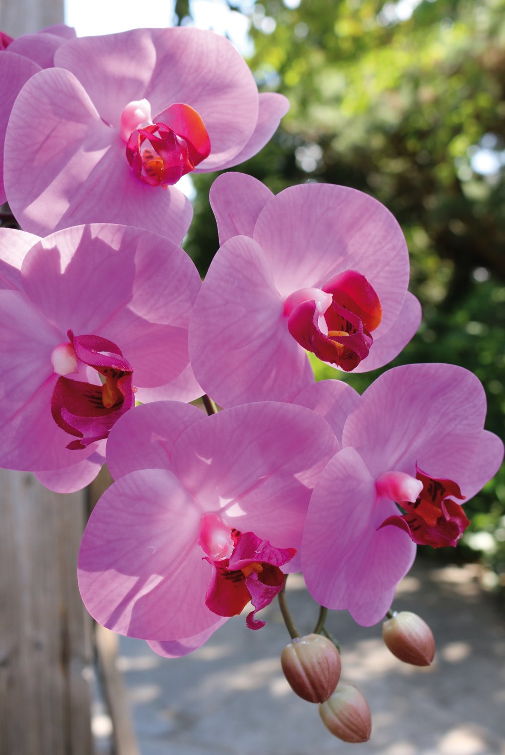 2845 420 a3 Искусственная орхидея Phalaenopsis, 100см, real touch soft, вишня H-andreas  - Вид №1