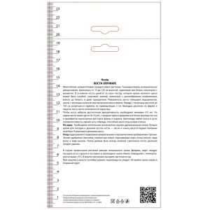 Хоста гибридная Пьедмонт Голд