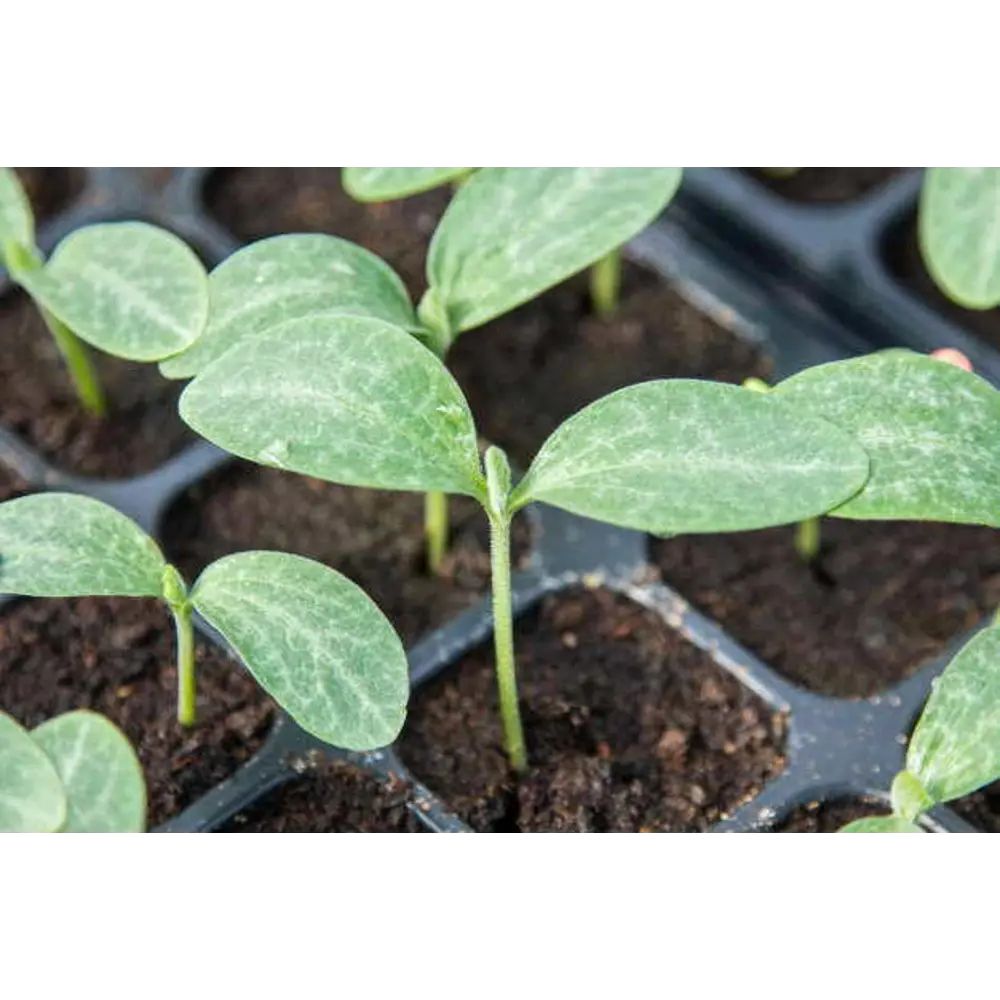 Тыква h10 см 4 шт Santreyd STLM-2046330