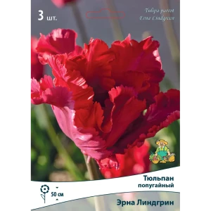 Тюльпан попугайный «Эрна Линдгрин», высота 40 см, 3 шт. 82000213 STLM-2025242
