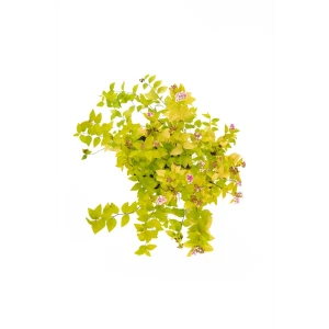 Спирея Golden Princess - декоративный кустарник с меняющейся окраской 85292553