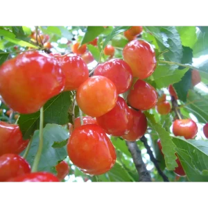 Черешня «Фатеж» 22x80 см 82625426 STLM-2115158