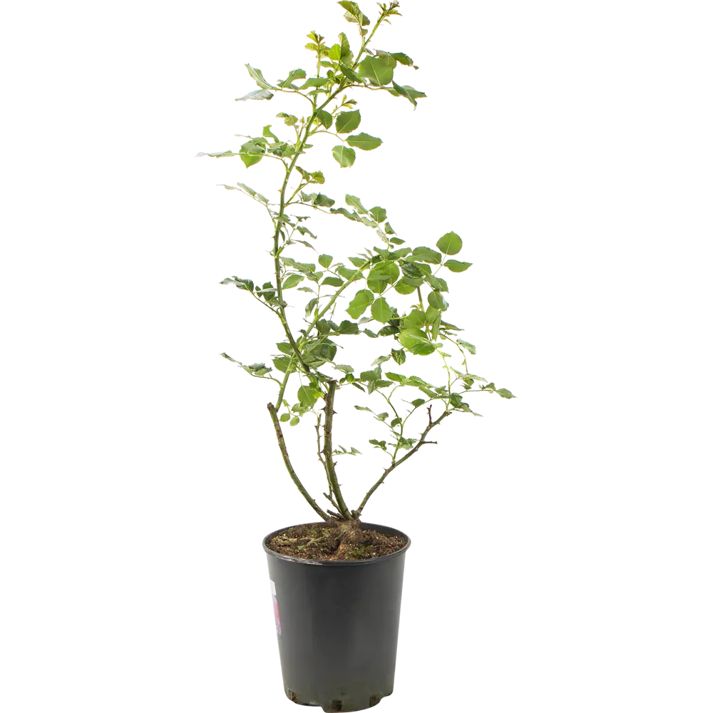 Роза почвопокровная «Концерто» 19x55 см 82625107 STLM-2057488 PLANTMARKET 