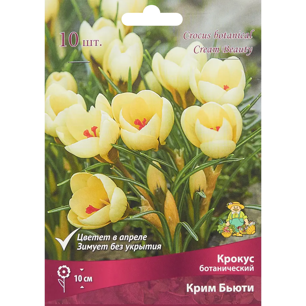 Крокус ботанический Крим бьюти луковица 5/7, 10 шт. 88294626 STLM-2127167 Santreyd 