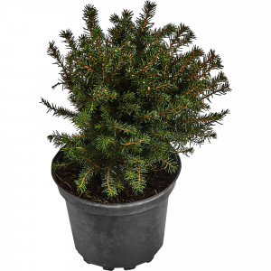 18470254 Ель серебристая «Карел», С2/20-30 см