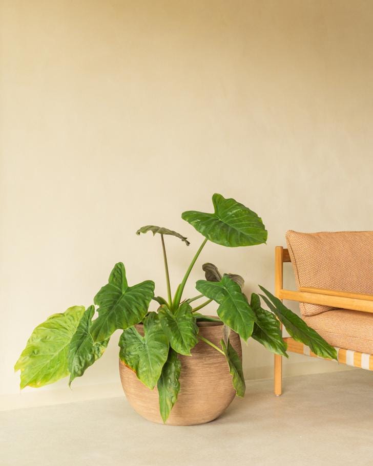 Круглый глиняный садовый горшок Vincent sheppard SAYA ARCH-00149835 - Вид №8