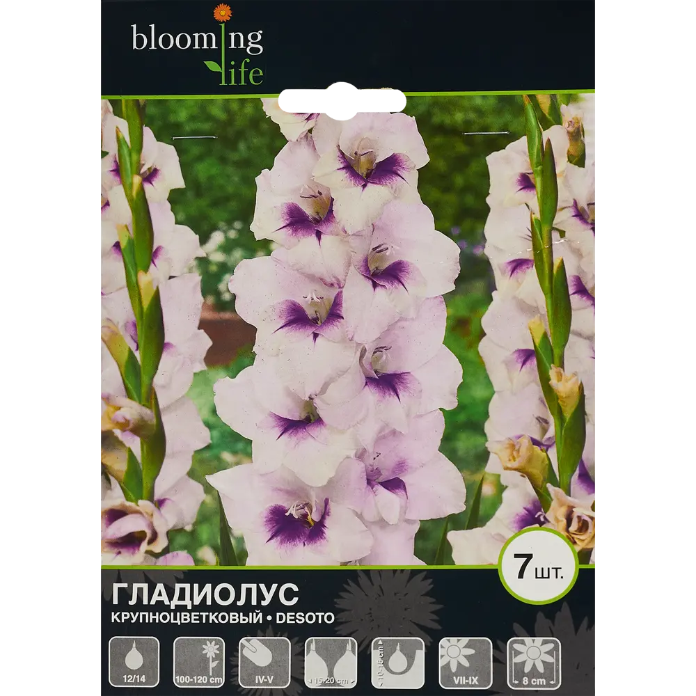 Гладиолус крупноцветковый Десото 7 шт. 83628482 STLM-2150446 BLOOMING LIFE 