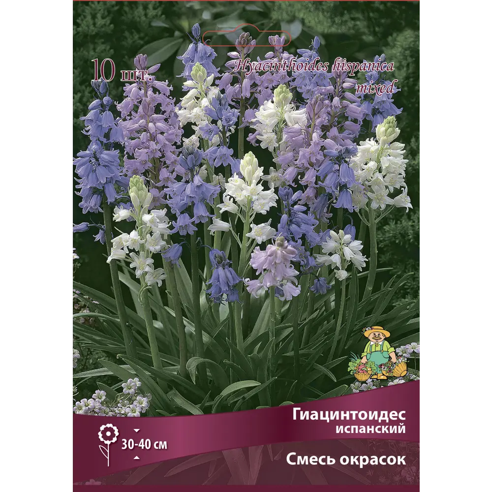 ПОИСК Гиацинтоидес испанский микс - разноцветные колокольчики для сада 88659247 STLM-1581247