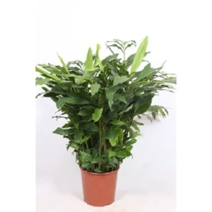 Кардамон микс ø30 h85-100 см 85062690 STLM-2112886