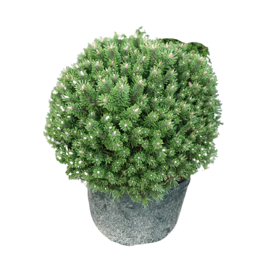 Сосна горная Бенджамин ø15 h40 см 84834212 STLM-2135481 PLANTMARKET 