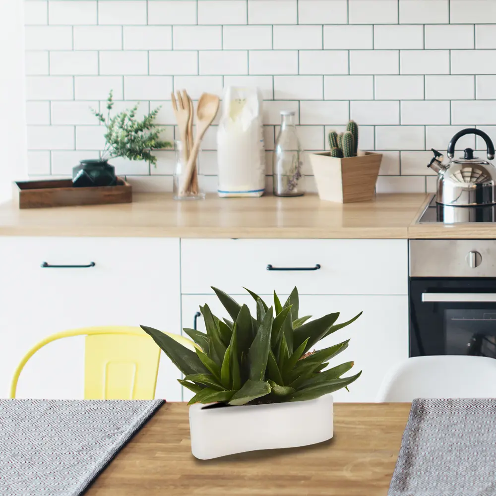 Santreyd Хавортия - суккулент для современного интерьера 82580126 STLM-0030569 - Вид №3