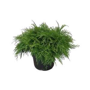 Микробиота перекрестнопарная ø15 h45 см