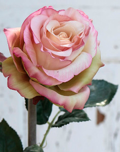 2313 705 a2 Ложная роза 'Curiosa', 77 см, бело-розовая H-andreas