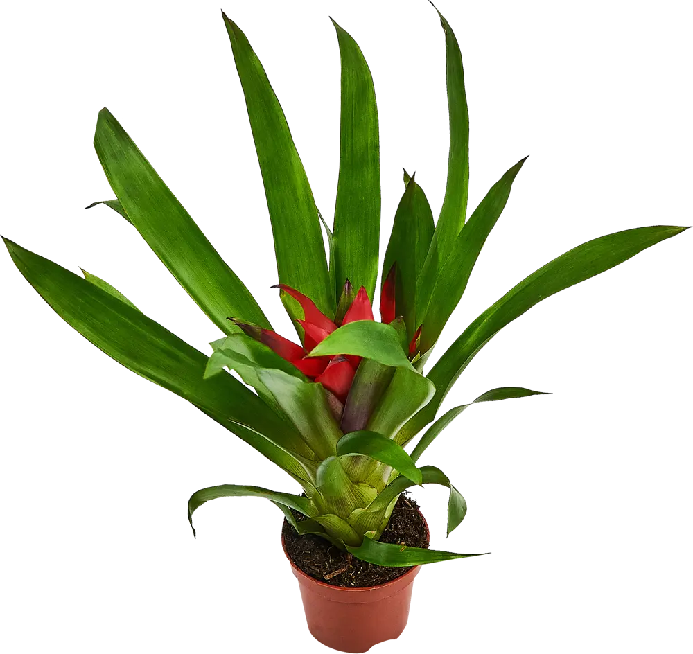 Santreyd Гузмания Раннер Блитз - живой акцент для интерьера 87890507