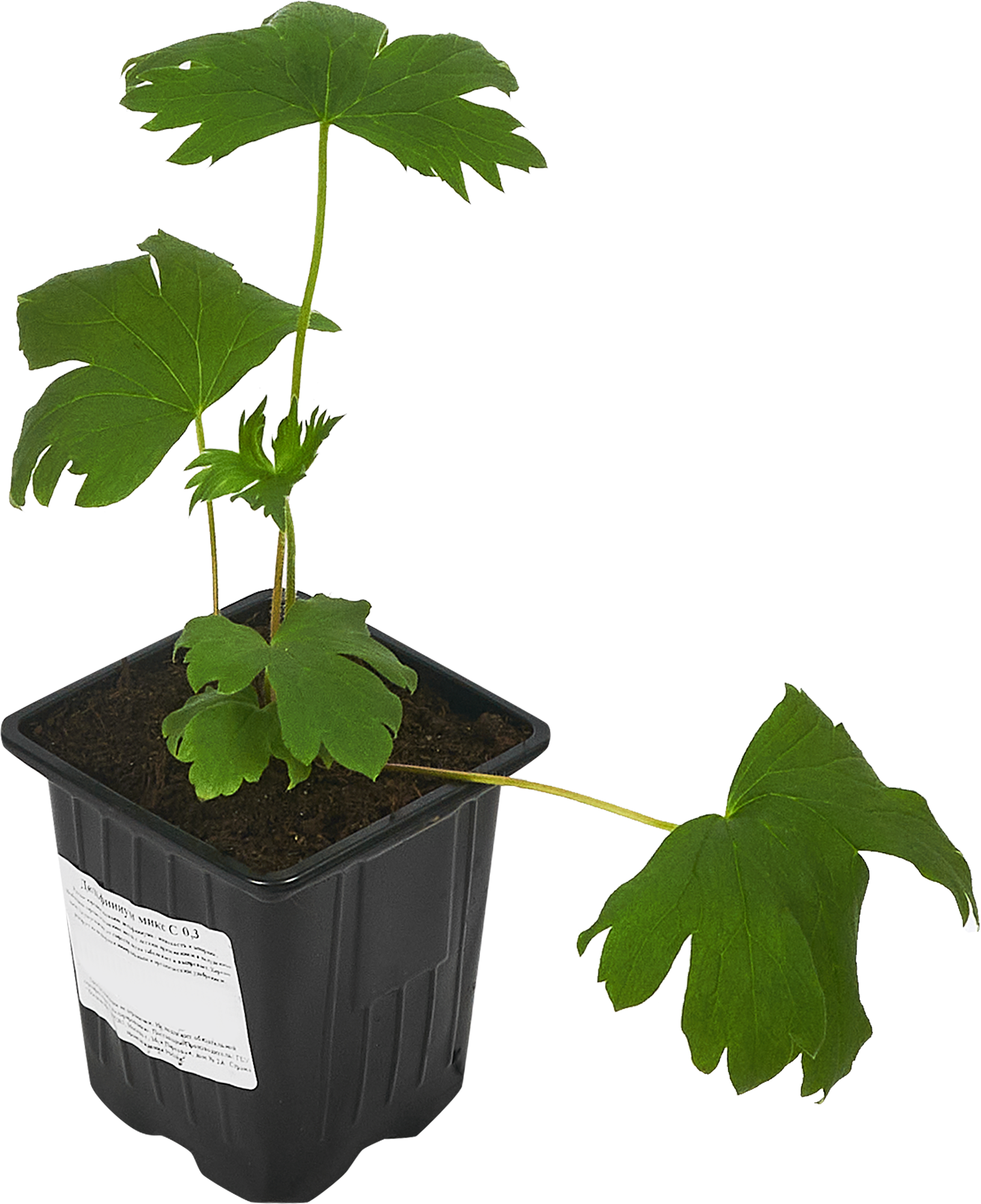 Дельфиниум культурный Santreyd - многолетняя рассада с яркими соцветиями 84845139 STLM-0055986