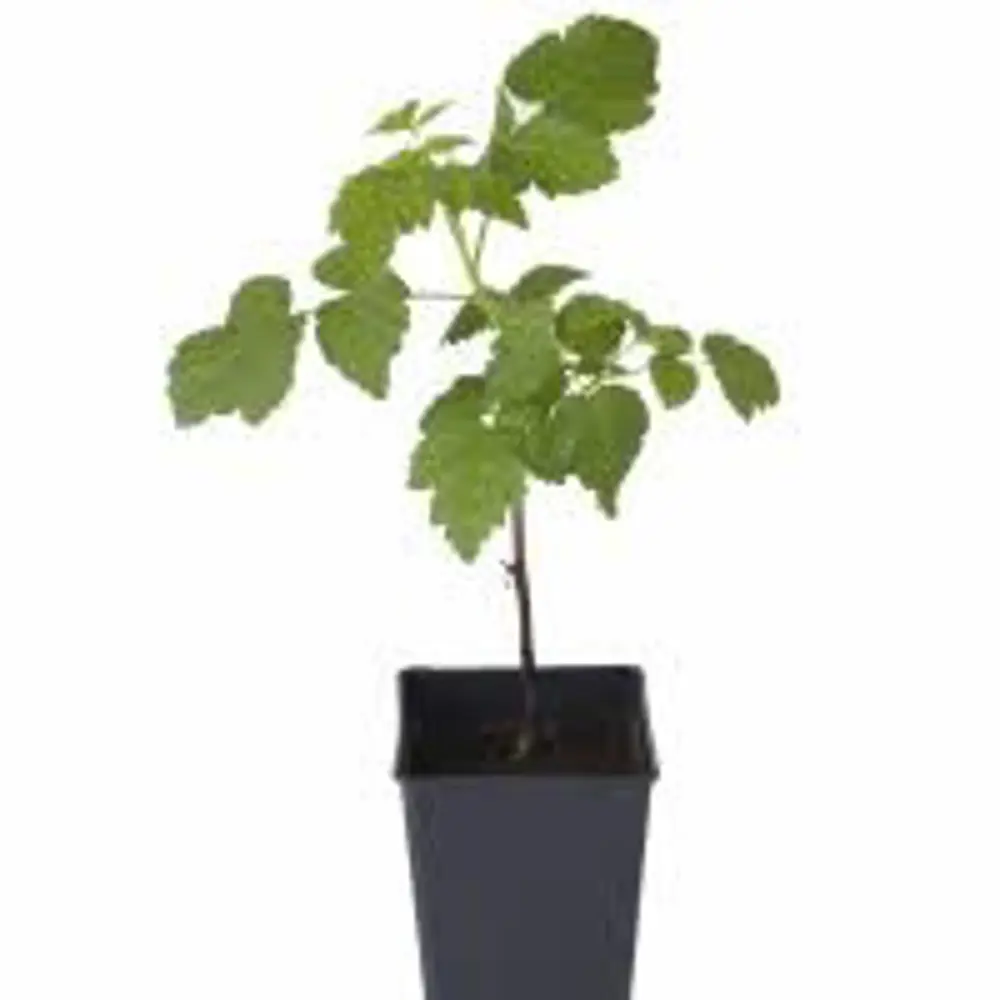 Малина ремонтантная Корпико пакет 89465382 STLM-2034589 PLANTMARKET  - Вид №1