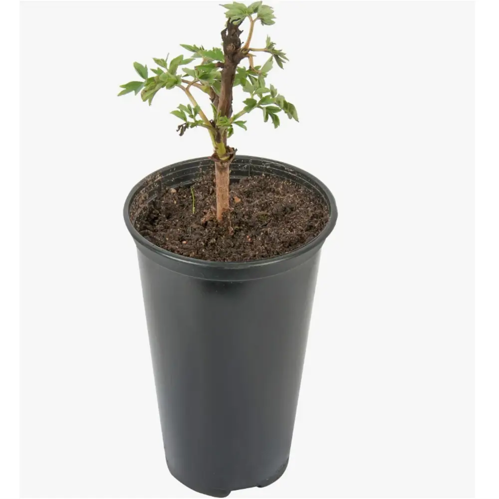 Саженец пиона микс многолетнего для сада 89421593 Santreyd STLM-1583478