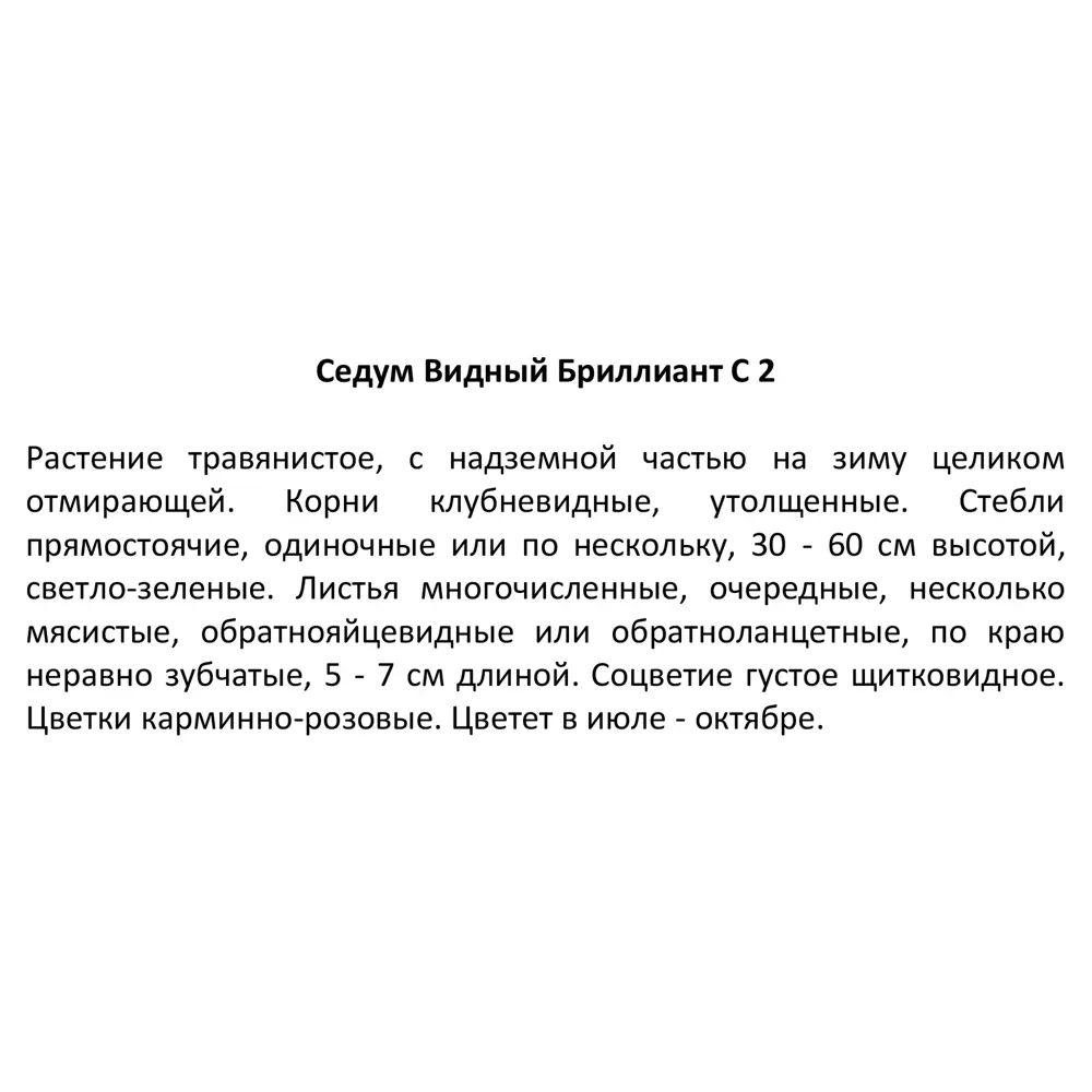 Седум видный Бриллиант ø17 h30 см 85324923 STLM-2091456 Santreyd  - Вид №3