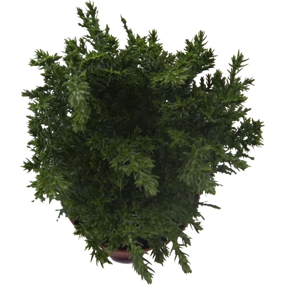 Кипарисовик Элвуди ø9 h20-35 см Деметра Santreyd STLM-2063848 - Вид №2