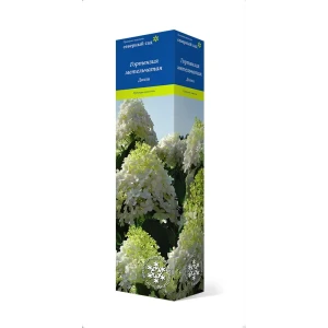 Гортензия метельчатая Долли h37 см 83786937 STLM-2199087