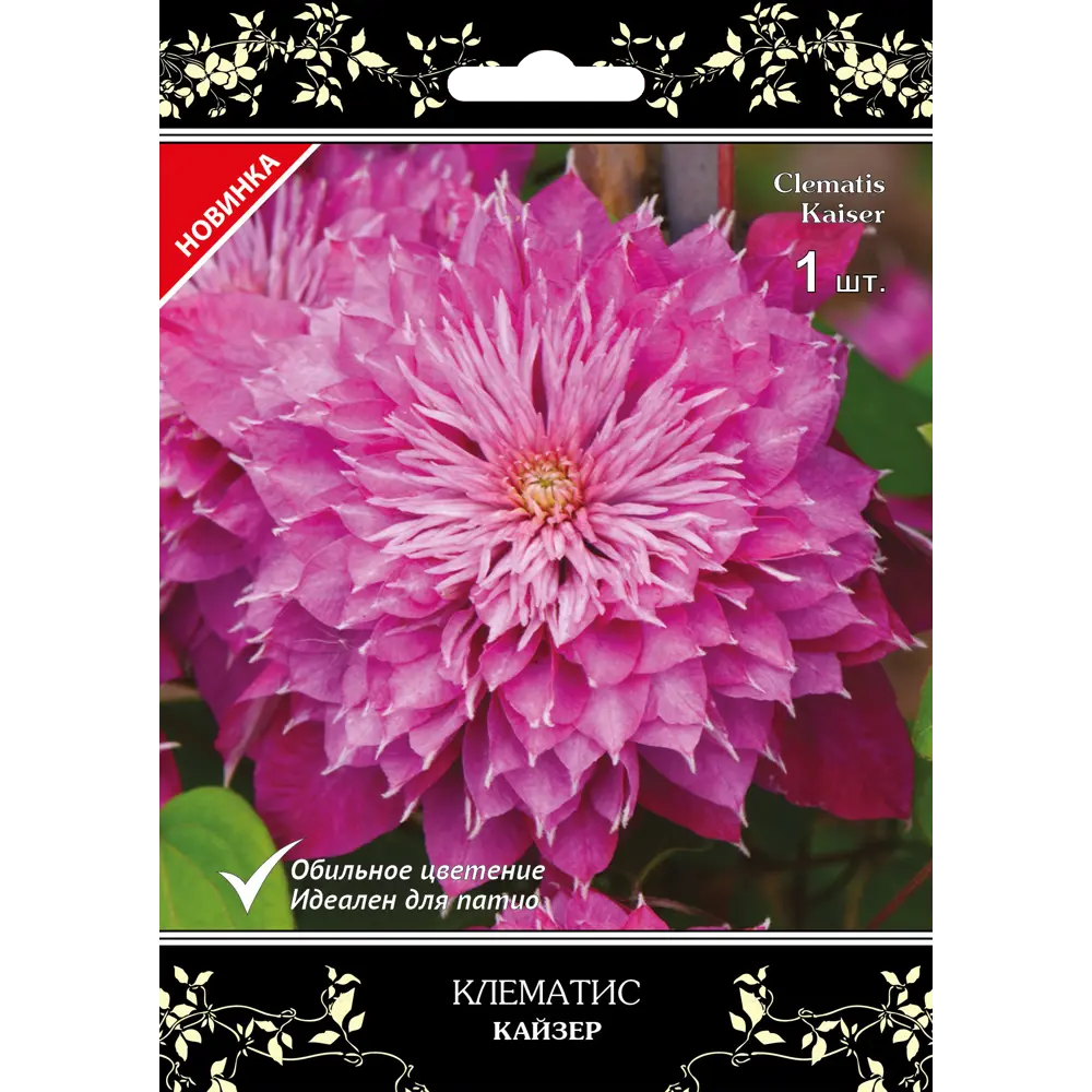 Клематис крупноцветковый Кайзер в капере 82527442 STLM-2155425 Santreyd 