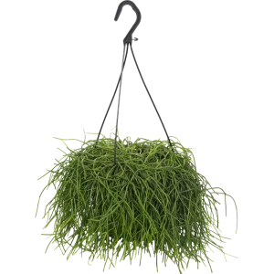Рипсалис подвесной 17x25 см 82850376 STLM-2164392