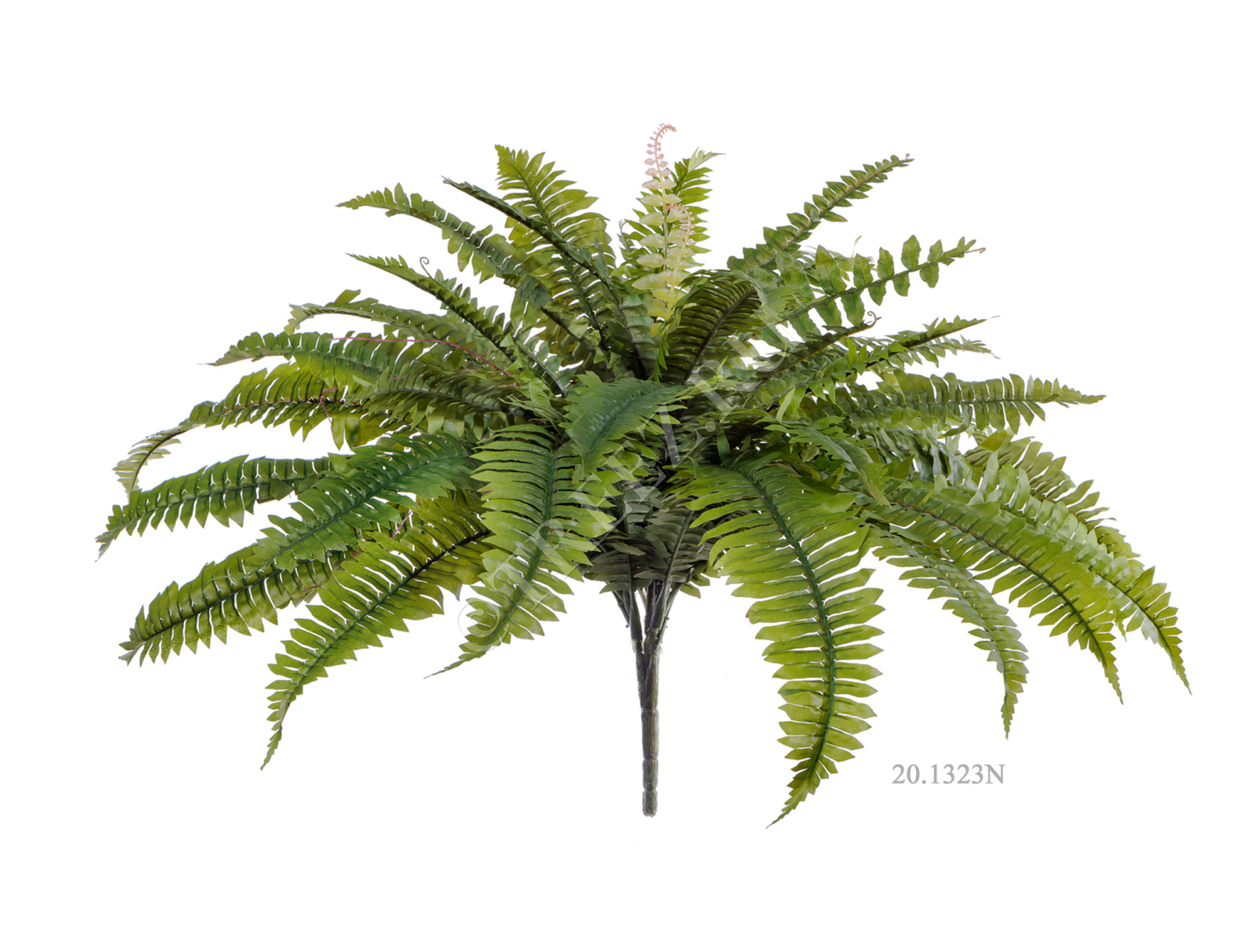 20.1322N Папоротник Бостон Цветочная коллекция  - Вид №4