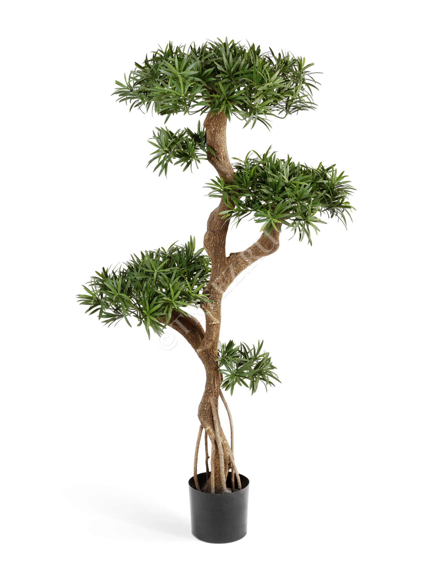 10.23605N Подокарпус на забавном стволе Новый Цветочная коллекция 