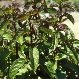 Мята шоколадная h15 см