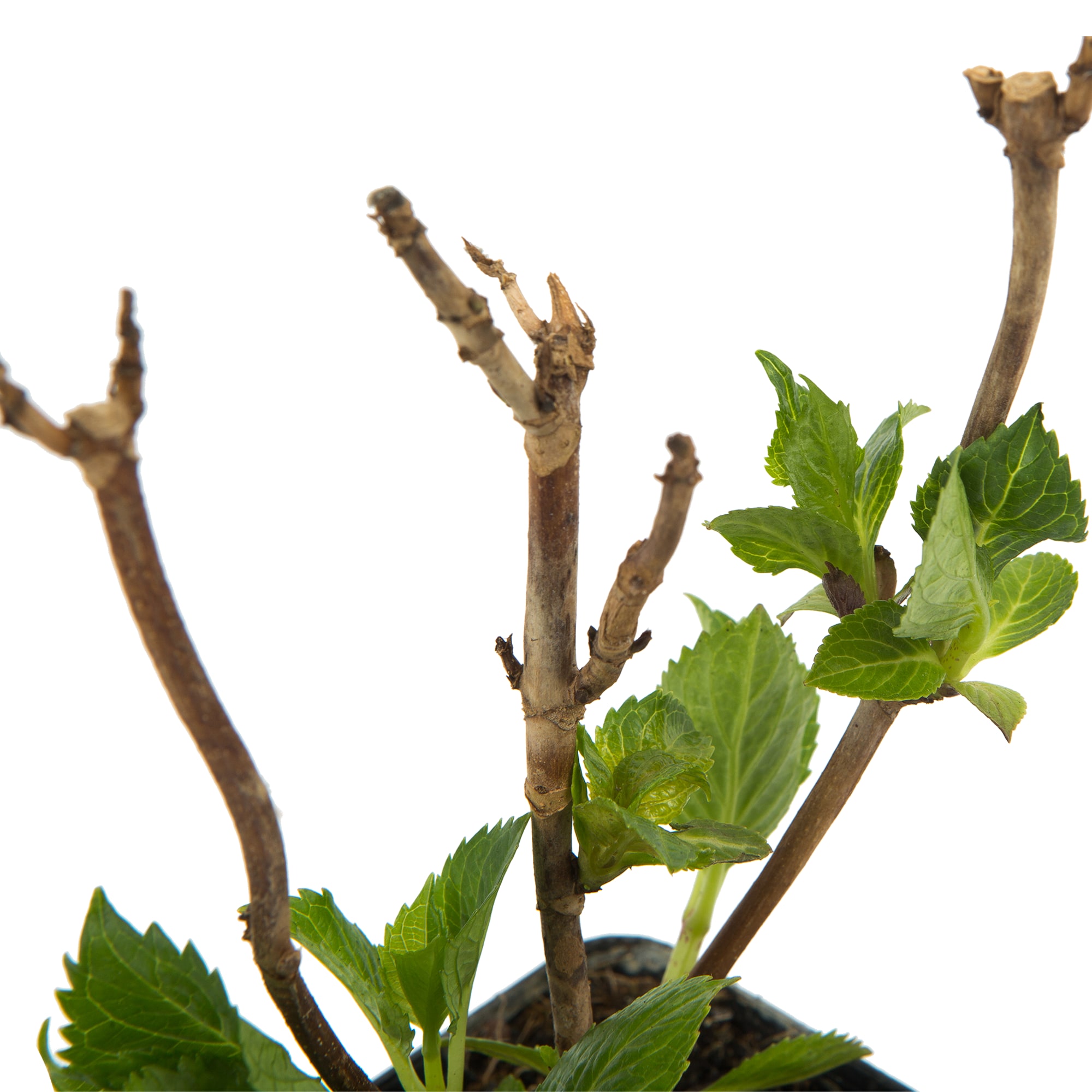 82601824 Гортензия крупнолистная «Бель Седакшэн» 9x20 см Santreyd  - Вид №3