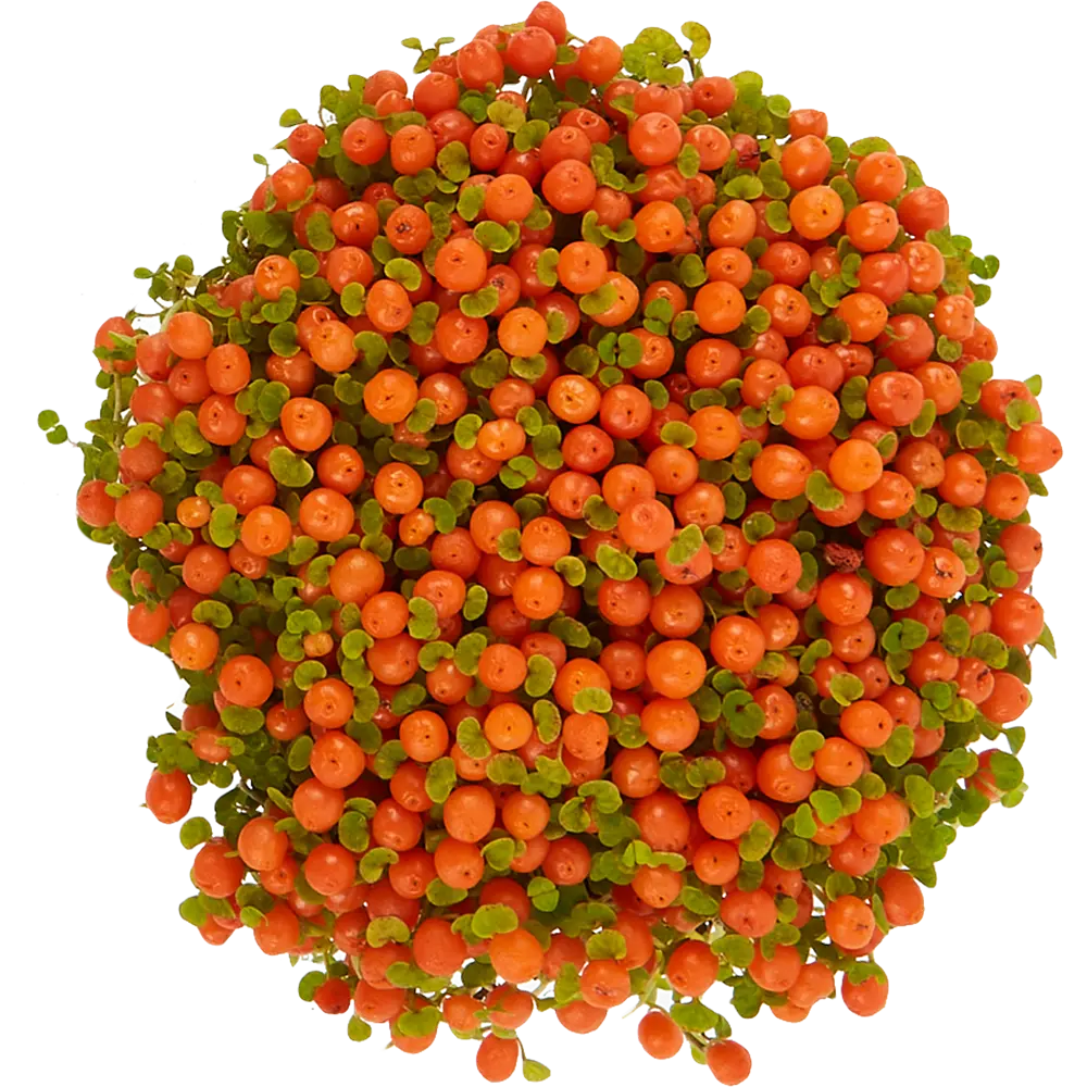 Santreyd Нертера Астрид — комнатное растение с яркими ягодами 85062768 STLM-0058104 - Вид №1