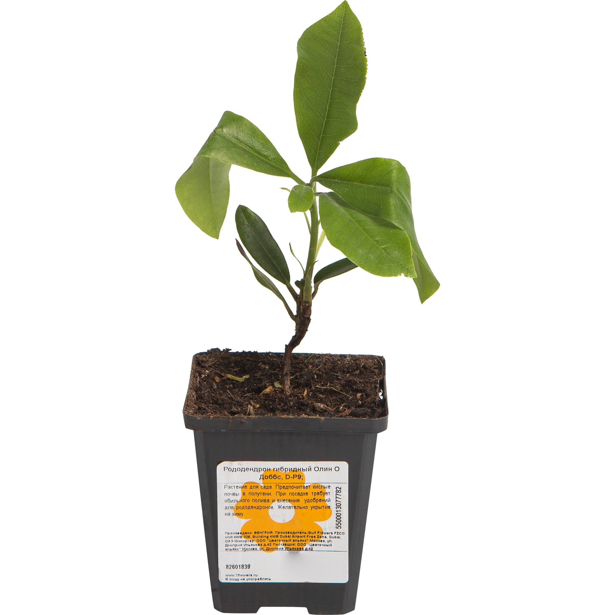 82601839 Рододендрон гибридный «Олин О Доббс» 9x20 см Santreyd  - Вид №1