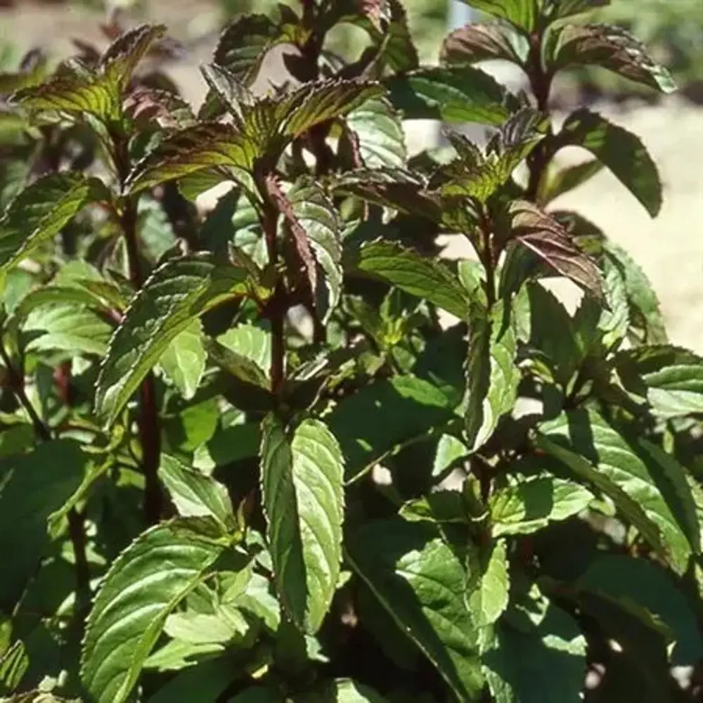 Мята шоколадная h15 см Santreyd STLM-2026216